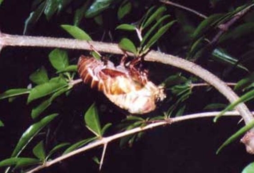 koete096.jpg(111529 byte)