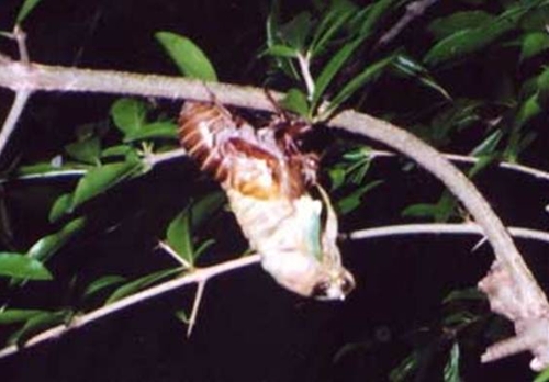 koete097.jpg(108752 byte)