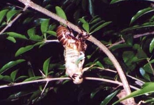 koete098.jpg(120450 byte)