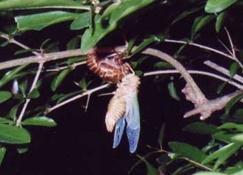 koete099.jpg(115280 byte)
